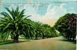 Stockton - Hospitals - Stockton State Hospital: A Palm Avenue, State Asylum grounds, postcard by Unknown