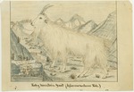 Animals - Rocky Mountain Goat by John Muir