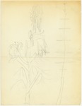 Plants - Flower Study by John Muir