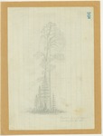 Trees - Typical Form of Sequoia Passing Into Old Age by John Muir