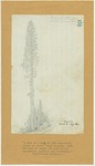 Trees - Sequoia, 250 Feet High, 15 Feet Diameter by John Muir