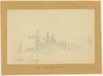 Trees - In a Washington Forest by John Muir