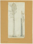 Trees - Sequoias by John Muir