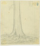 Trees - Sequoia (likely) by John Muir