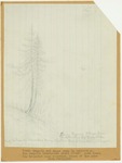 Trees - Young Sequoia and Sugar Pine in Opposition by John Muir