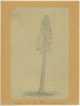 Trees - Sequoia, 250 Feet High, North Fork Kaweah River, 1875 by John Muir