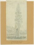 Trees - Young Sequoia, 200 Feet High, On Edge of Sequoia Meadow, North Fork Kaweah, 1875 by John Muir