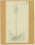 Trees - Sequoia by John Muir