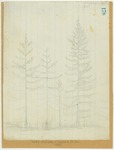 Trees - Young Sequoias, Highest 15 Feet, 1875 by John Muir