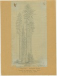 Trees - Samoset, Mariposa Grove, Named by Emerson, 1871, Drawn by Muir, 1875