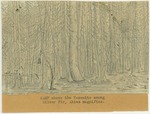 Trees - Camp Fire Above the Yosemite Among Silver Fir, Abies Magnifica by John Muir