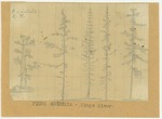 Trees - Pinus Aristata, Kings River by John Muir