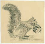Animals - Squirrel by John Muir