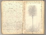 July 1867 - February 1868, The "thousand mile walk" from Kentucky to Florida and Cuba Image 24 by John Muir