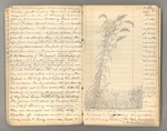 July 1867 - February 1868, The "thousand mile walk" from Kentucky to Florida and Cuba Image 26 by John Muir