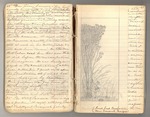 July 1867 - February 1868, The "thousand mile walk" from Kentucky to Florida and Cuba Image 28 by John Muir