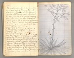 July 1867 - February 1868, The "thousand mile walk" from Kentucky to Florida and Cuba Image 104 by John Muir