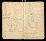 Sketches of Fossil Flora..., [ca. 1906], Image 12 by John Muir