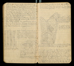 Sketches of Fossil Flora..., [ca. 1906], Image 15 by John Muir