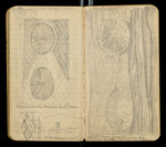 Sketches of Fossil Flora..., [ca. 1906], Image 20 by John Muir