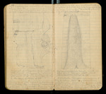 Sketches of Fossil Flora..., [ca. 1906], Image 23 by John Muir