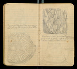Sketches of Fossil Flora..., [ca. 1906], Image 27 by John Muir