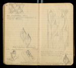 Sketches of Fossil Flora..., [ca. 1906], Image 29 by John Muir