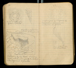 Sketches of Fossil Flora..., [ca. 1906], Image 40 by John Muir