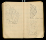 Sketches of Fossil Flora..., [ca. 1906], Image 46 by John Muir