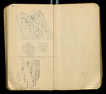 Sketches of Fossil Flora..., [ca. 1906], Image 47 by John Muir