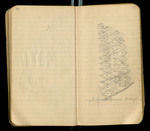 Sketches of Fossil Flora..., [ca. 1906], Image 51 by John Muir
