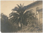 John Muir at home, Martinez, California