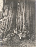 John Muir, James S. Merriam, [unidentified/Charles O'Callaghan], William Keith in Giant Forest, Sequoia National Park, California by C. Hart Merriam