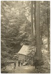 John Muir (left) and unidentified people at Muir Woods, California by Herbert W. Gleason