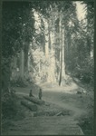 John Muir (left) and William Keith at Muir Woods, California by Herbert W. Gleason
