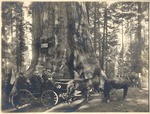 John Muir and President William Howard Taft (second row of seats) with unidentified group at Grizzly Giant tree, Yosemite National Park, California by H. C. Tibbitts
