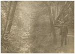 John Muir at Muir Woods, California by Herbert W. Gleason