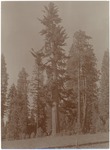 John Muir at “Giant Sugar Pine 10 ft diameter Gardiner’s Calaveras Co [aka Gardner Flat, Cold Spring Ranch, Dorrington]”