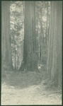John Muir at Big Basin, California by Herbert W. Gleason