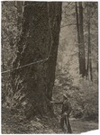 John Muir at (Senator William) Kent tree, Muir Woods, California by Herbert W. Gleason