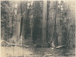 John Muir in Sequoia National Park, California