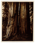 John Muir and William Keith in Giant Forest, Sequoia National Park, California by C. Hart Merriam