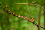 Caterpillar on a stick