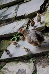 Chicken with babies by Marie Anna Lee