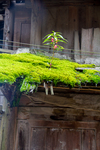Plants growing on roof by Marie Anna Lee