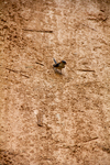 Bird on ground by Marie Anna Lee