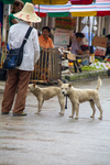 Two dogs at market by Marie Anna Lee