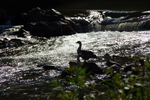 Geese in the river by Marie Anna Lee