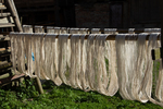 Cotton threads drying on poles