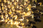 Ducklings at the museum by Marie Anna Lee